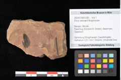 Foto (Objekt + Etikett) von Pinus latoniae Ettingshausen (NHMW-GEO-2024-0188-0338)